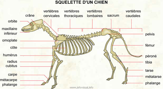 Squelette d'un chien (Dictionnaire Visuel)